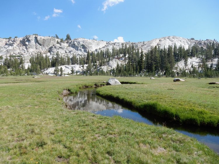 Foerster Creek meadow