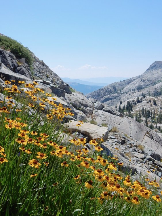 on the south slope of Peak 11537