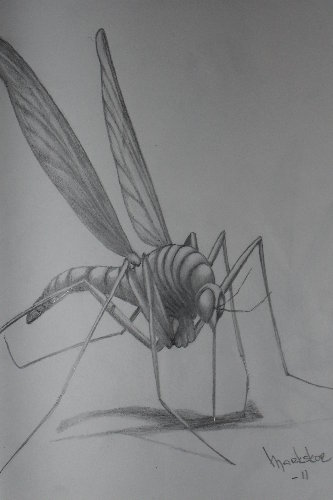 mosquito 011.jpg