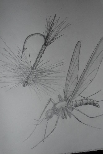 mosquito 012.jpg
