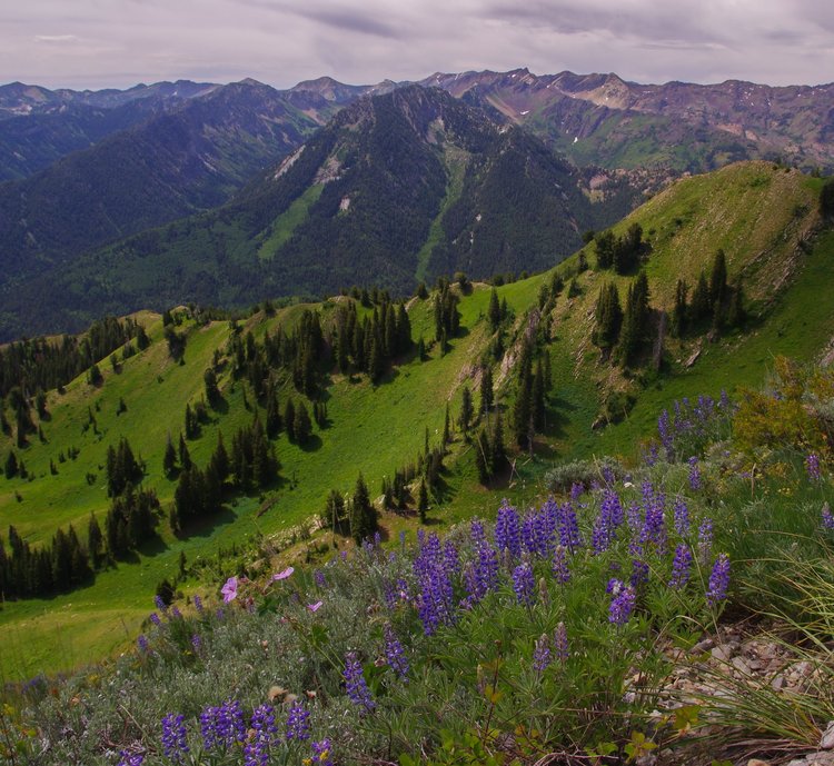 The green hillsides and flowers are also scenic from the summit of Gobblers Knob. Just don't look any farther left towards Solitude and Brighton and try to ignore the fact that some of those distant peaks are part of Alta/Snowbird. At least the clearings in the center are avy paths, not ski runs.