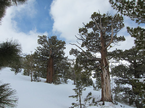 Junipers on s. shore of Red Lake