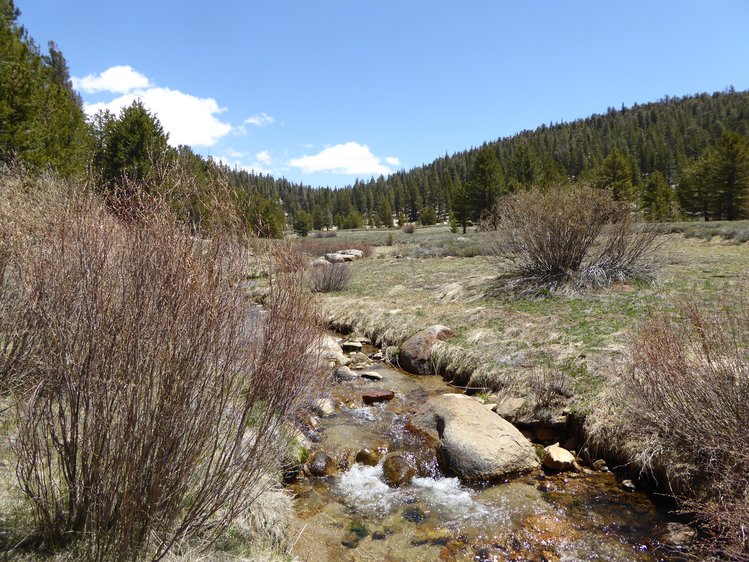 Meadow along Golden Trout Creek just north of Barigan Stringer