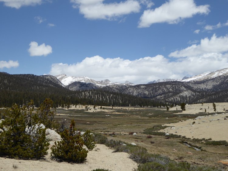 View north across Big Whitney Meadow