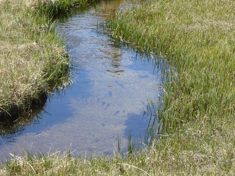 Baker Creek and some of its inhabitants
