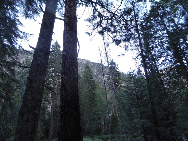 Evening at Kern River