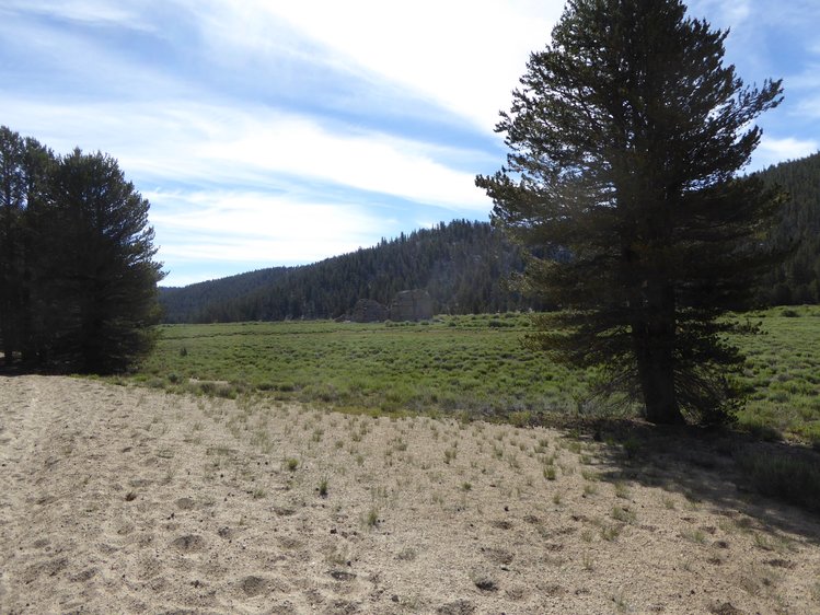 Tunnel Meadow