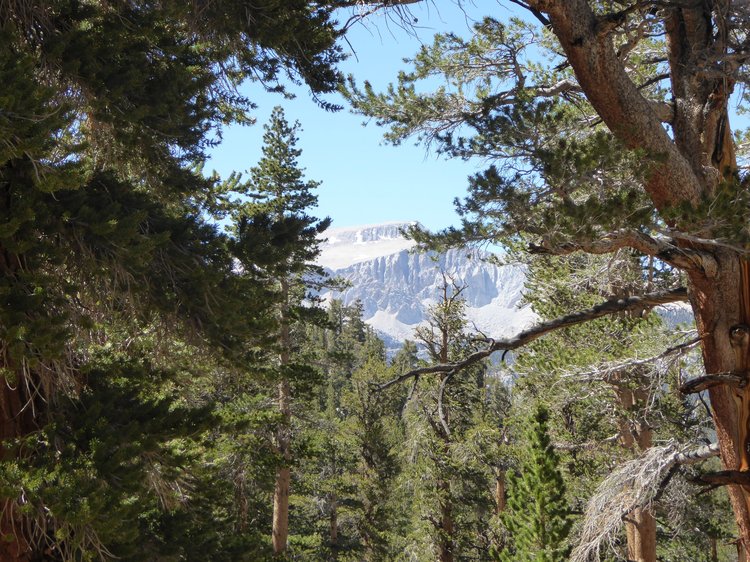 Mt Langley peaking through the trees as we descend to Horseshoe Meadow