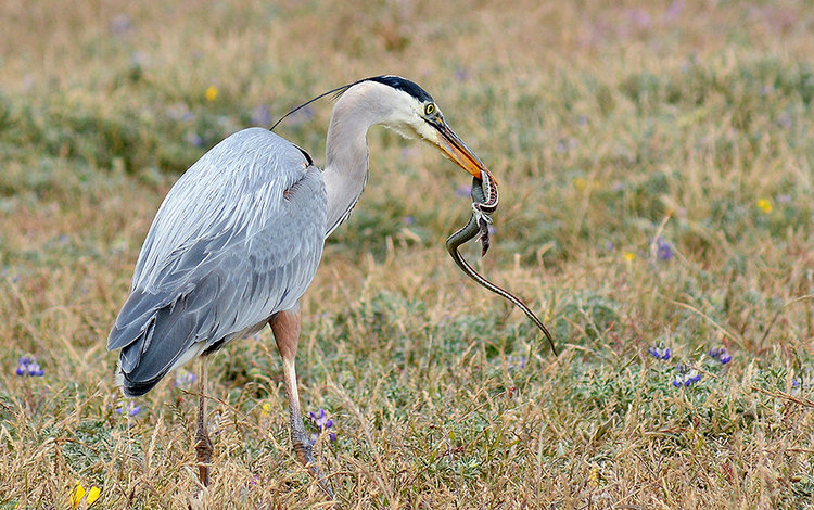 sized-first-place-jan-2016-joshua-asel_bodegahead_greatblueheron_coastgartersnake_shrew.jpg