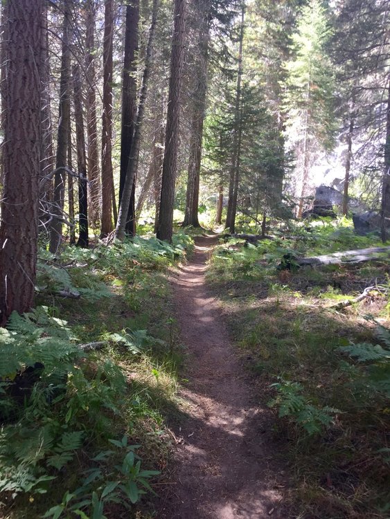Forested Section of Trail