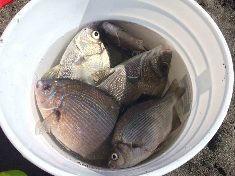 Our colorful catch in a bucket.  Folks like to take a peek. I know I always have when I've walked by similar set ups.