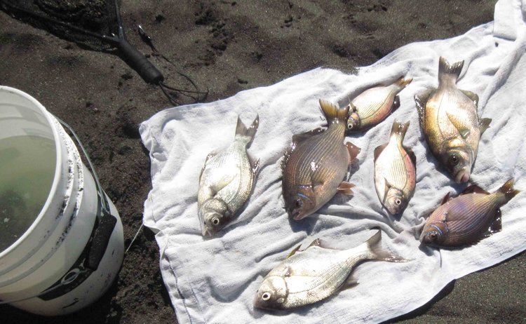 Our catch (minus the two fish we released) as we were starting to clean them (one cleaned before we remembered to photograph them).