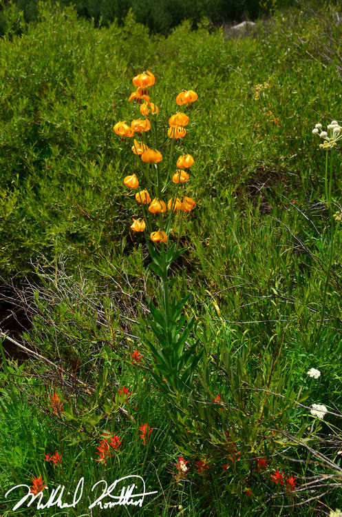 At least the canyon had a beautiful display of Tiger Lily.