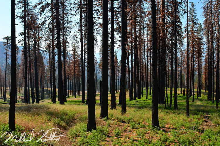 Scorched and burned trees... While a sad sight it is a natural one. And eerily beautiful. From their collapse (and it will be messy when they do) they will rejuvenate the soil and bring new life.