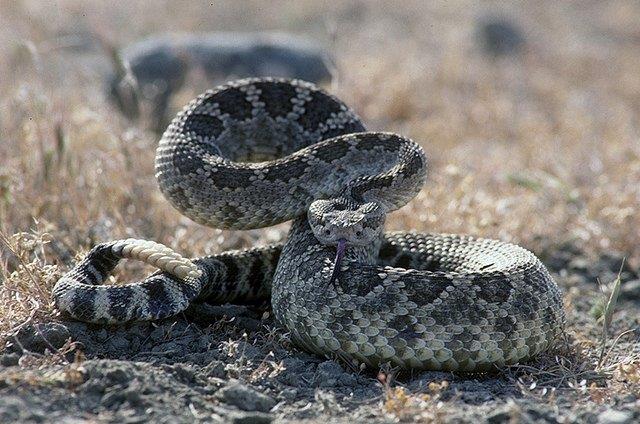 rattlesnake.jpg