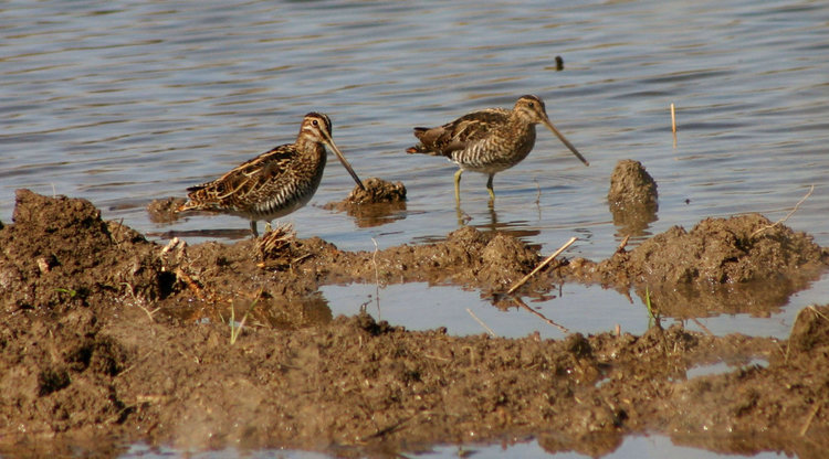 snipe-pair.jpg