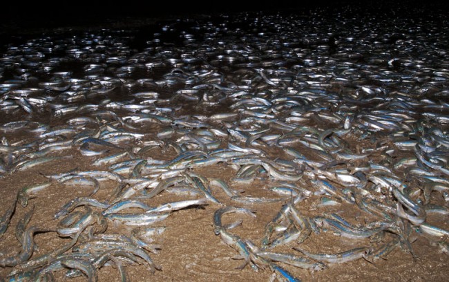 grunion-fb2-650x408.jpg