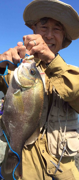16&quot; rubberlip surf perch, the family-best surf perch so far.