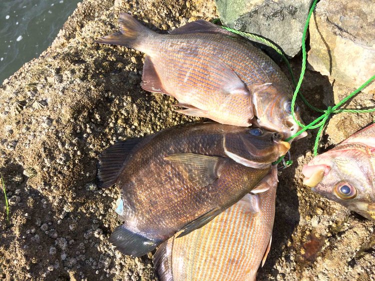 Something really chewed on two of these fish while they were on the stringer.