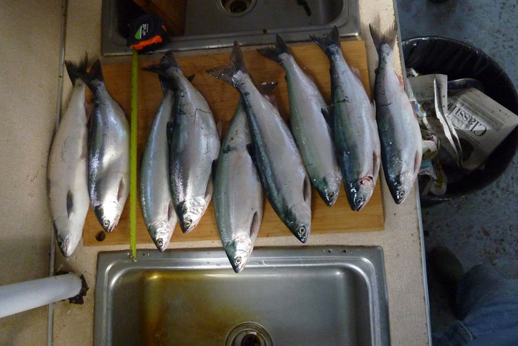 First Day's Catch