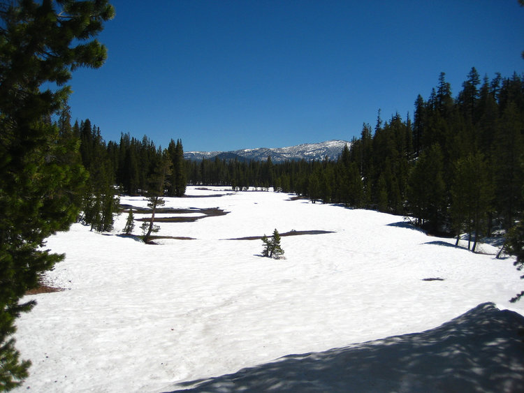 Snow cover was pretty solid above 8K. Here is String Meadow on the northeast side of Pincushion Peak.