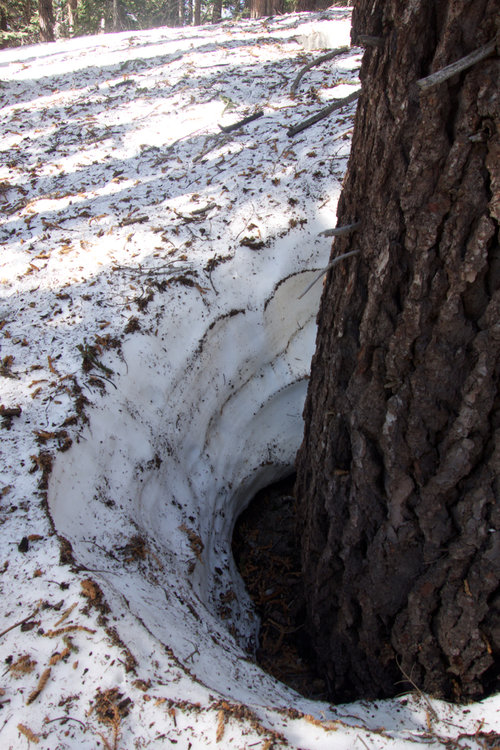 At 9,000' elevation, the snow was 4+ feet deep in tree wells.