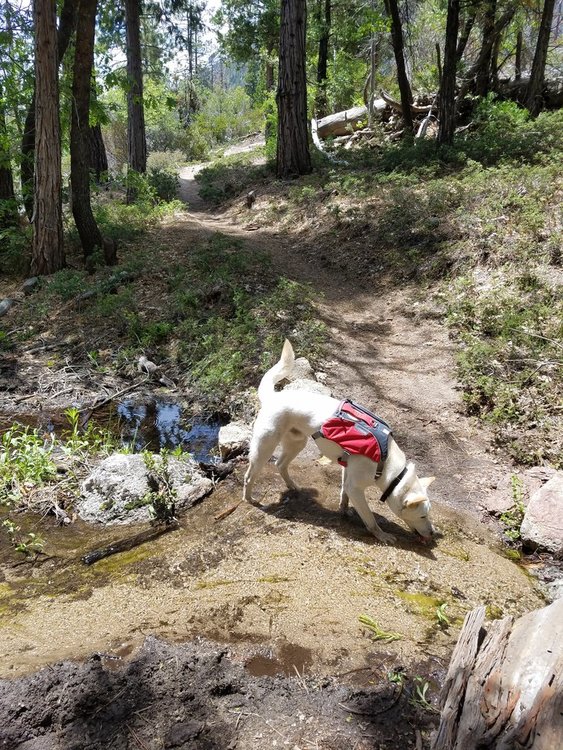 Enjoying the seasonal runoff across the trail.