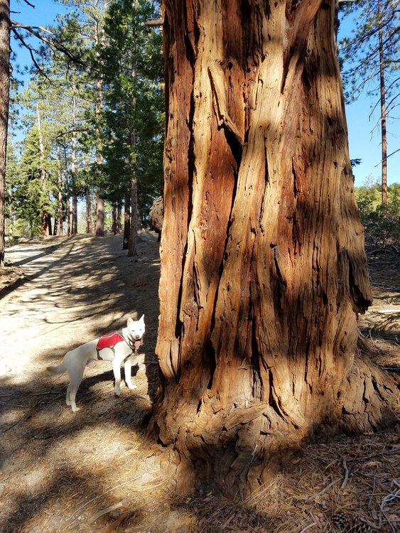 Big tree, little dog on the hike out.