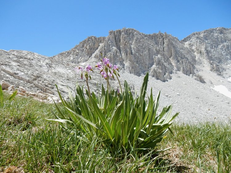 Shooting Star near White Bear Pass