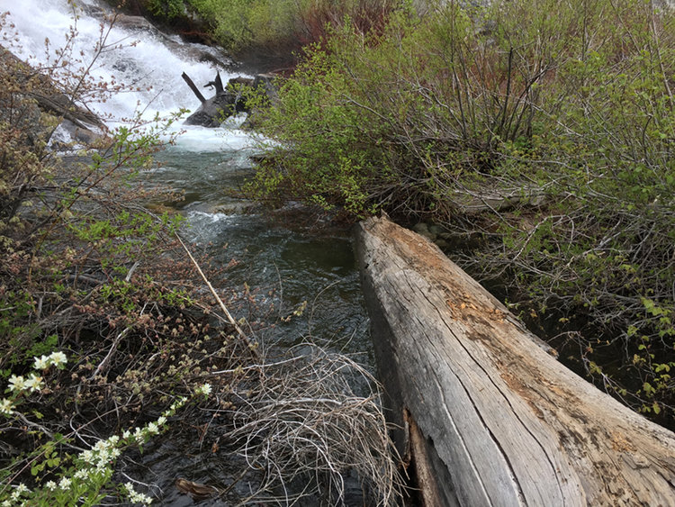 The log to cross the final creek before Hamilton Lakes.