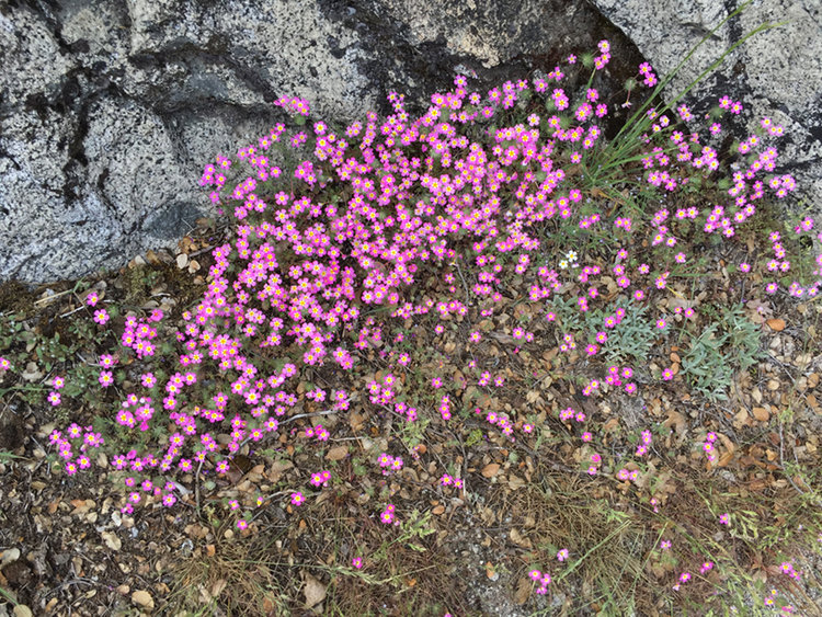 abundant flowers...