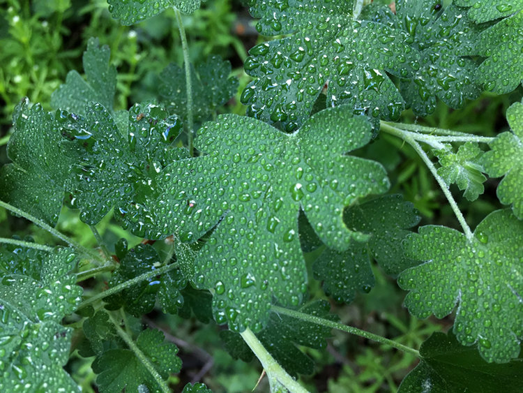 morning dew...