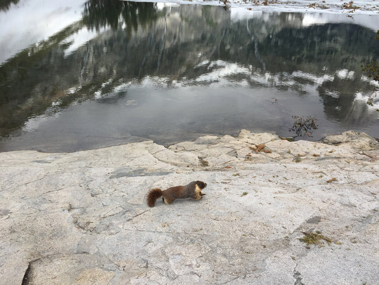Marmot!