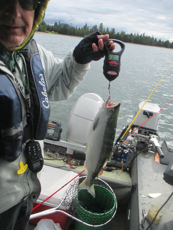 My first 20 inch kokanee that weighed 3.1 lbs.