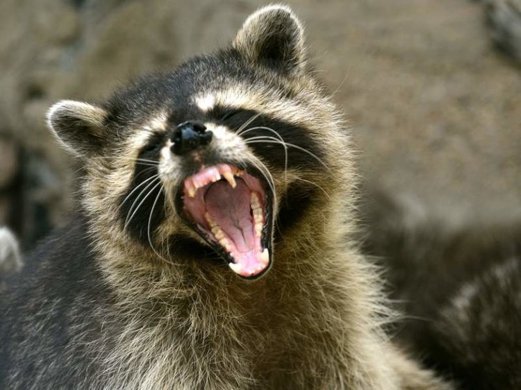 Aww.. So cute.
