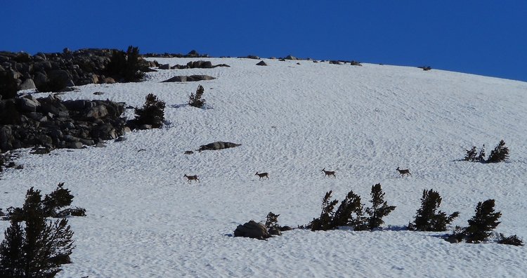 4deerDSCN0538.jpg
