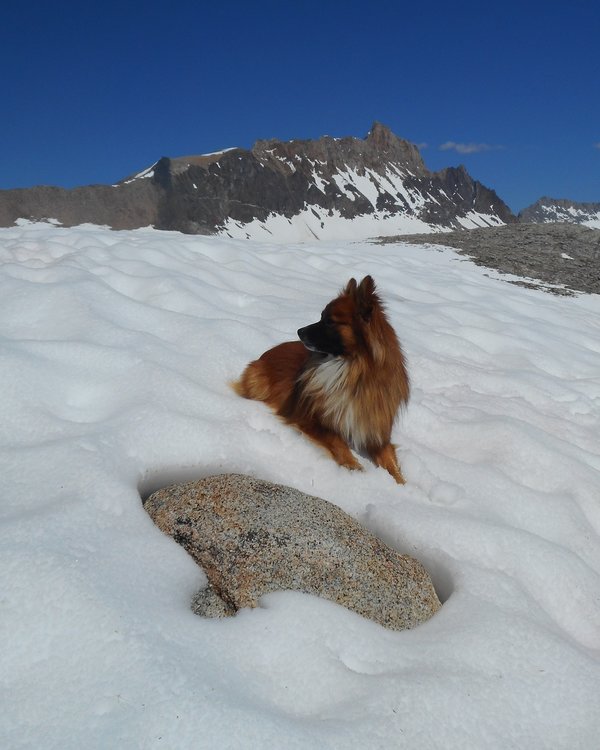 wolfie and humpDSCN0555.jpg