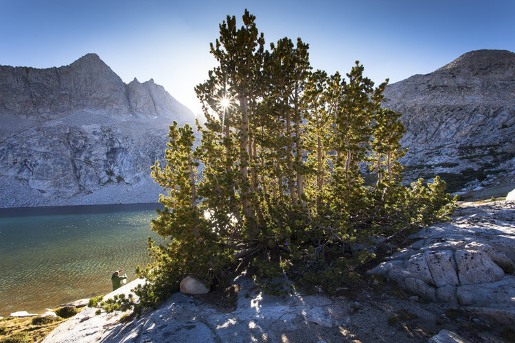 Merriam and Whitebark pines
