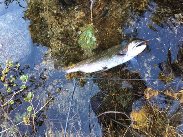 Brookie caught on a Thomas Buoyant
