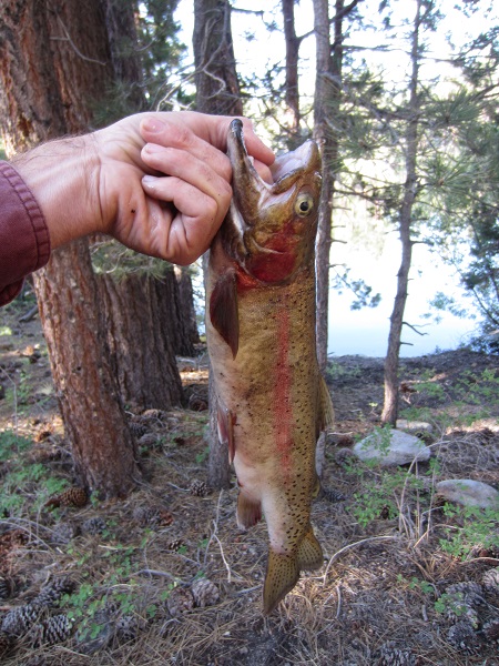 My first Sierra Trout!