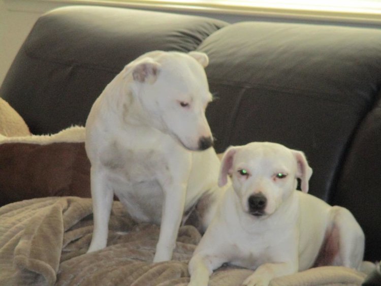 Dogs 1.JPG