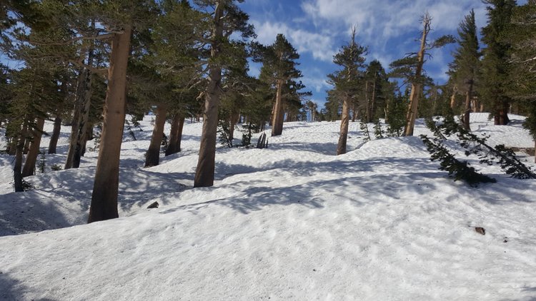 Big Arroyo Trail through the trees.
