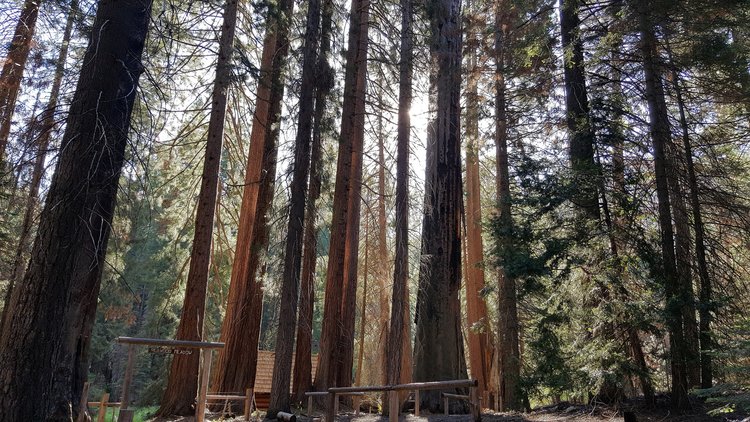 Redwood Meadow (but Giant Sequoia trees)