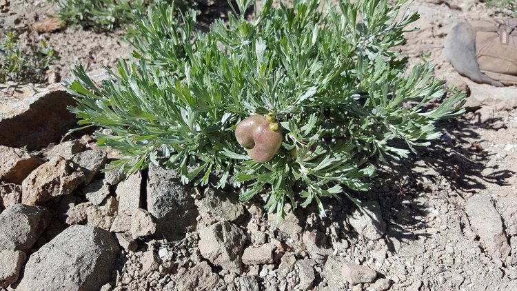 Does anybody know what the heck is growing on this plant???