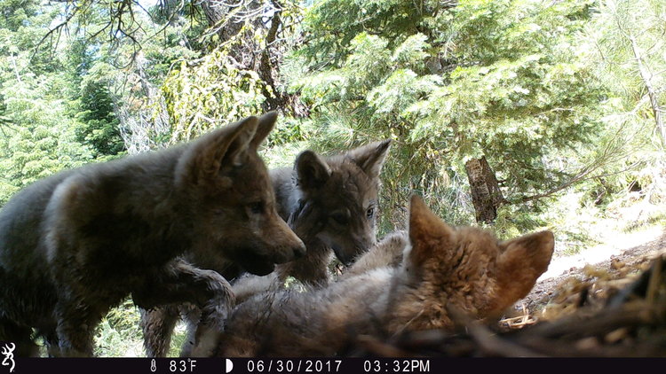 wolf-41.jpg