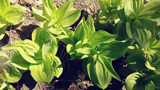 Beautiful greenery along the trail.
