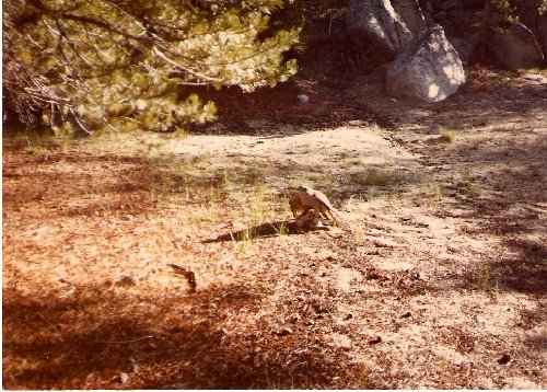 Eagle & rabbit.jpg