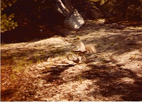 Eagle & rabbit 2.jpg