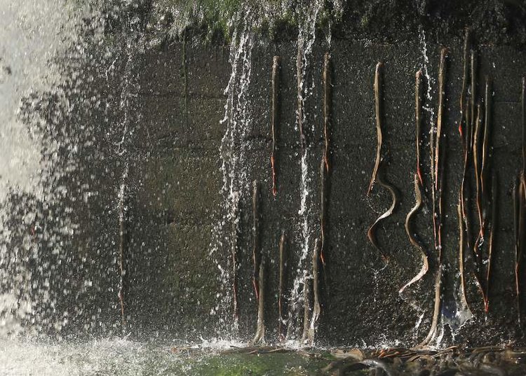 Lamprey cling to the spillway at Cape Horn Dam in Potter Valley on the Eel River.