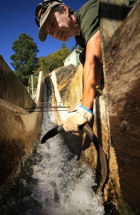 CDFW biologist Scott Harris plucks a lamprey from the side of a sluice on the Eel River.
